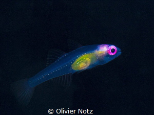 Translucent juvenile fish (around 1 cm / 1/2") by Olivier Notz 